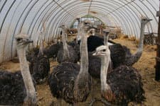 Pštrosí farma a zahradnictví v Doubravici nad Svitavou